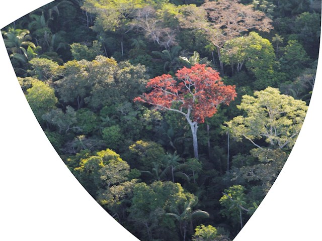 Protecção da Floresta Tropical - Brasil